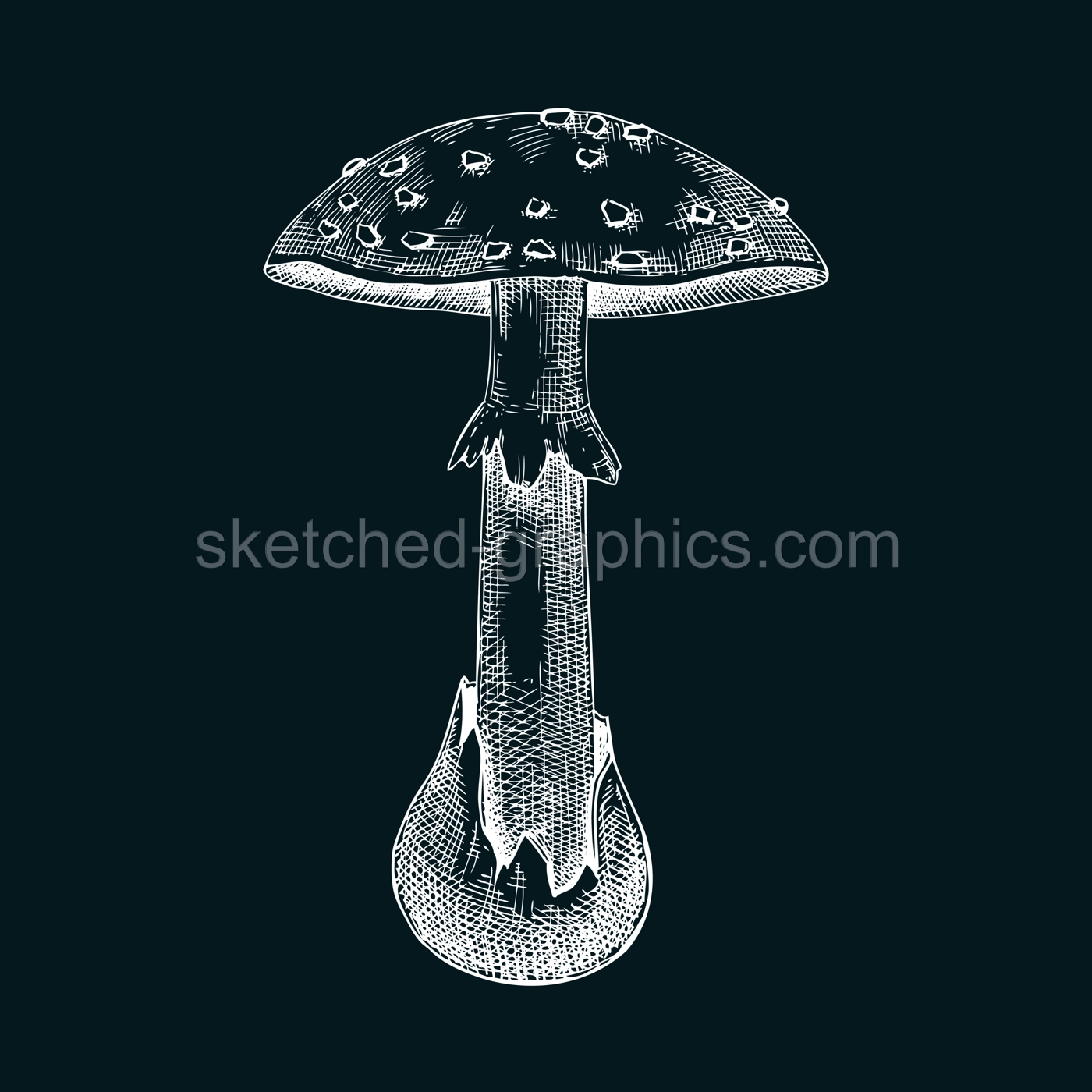 Dead cap mushroom sketch. Hand-drawn deadly poisonous fungus illustration. Forest mushroom drawing on chalkboard Illustration